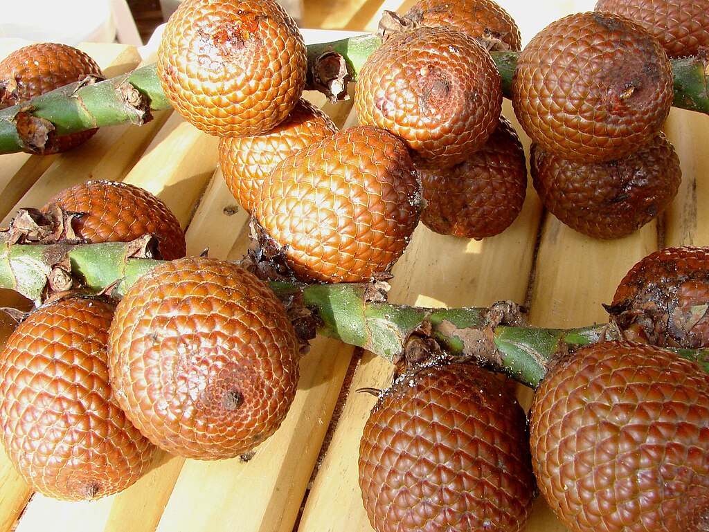 Mauritia-flexuosa-fruit