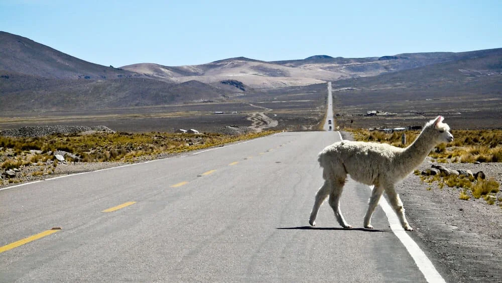 Una alpaca cruza una carretera en los Andes peruanos, con un paisaje árido y montañoso de fondo. La carretera se extiende en línea recta hasta el horizonte.