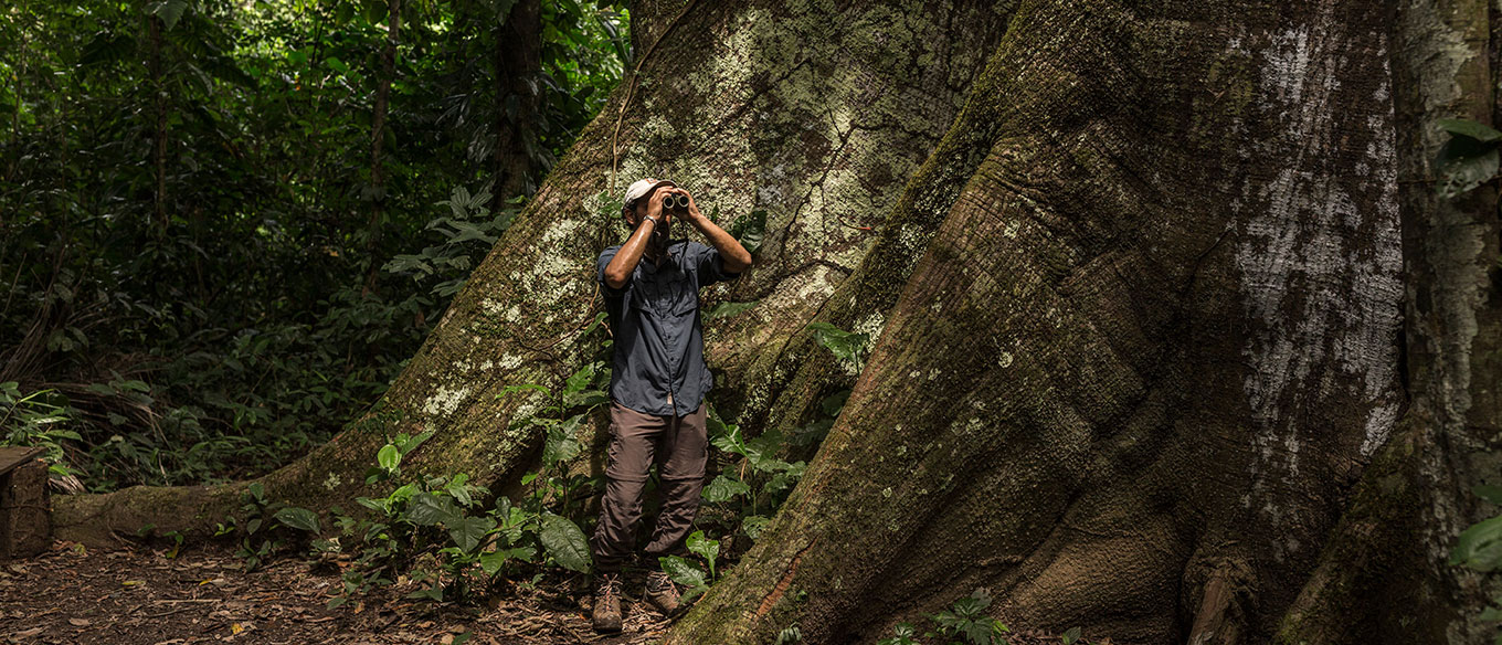 A man with binoculars stands at the base of a massive tree in the peruvian amazonas jungle, observing his surroundings, surrounded by thick vegetation.