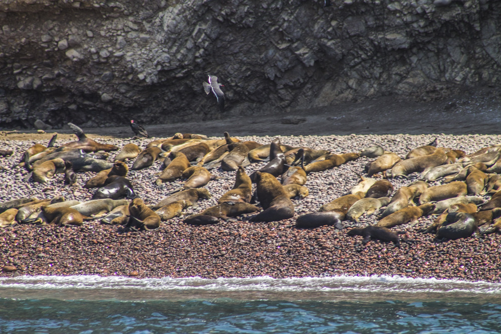 Sea lions resting on the shores of Paracas with rocky coastlines.