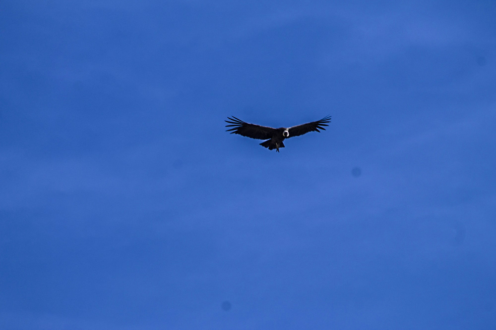 Condor soaring above the Colca Canyon